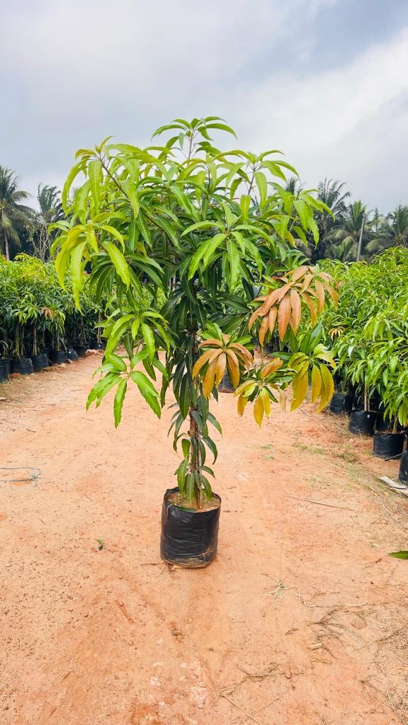🌳 Kesar Mango Tree ( 3 Year Old Grafted) – Sweet , Aromatic “Queen of Mangoes”