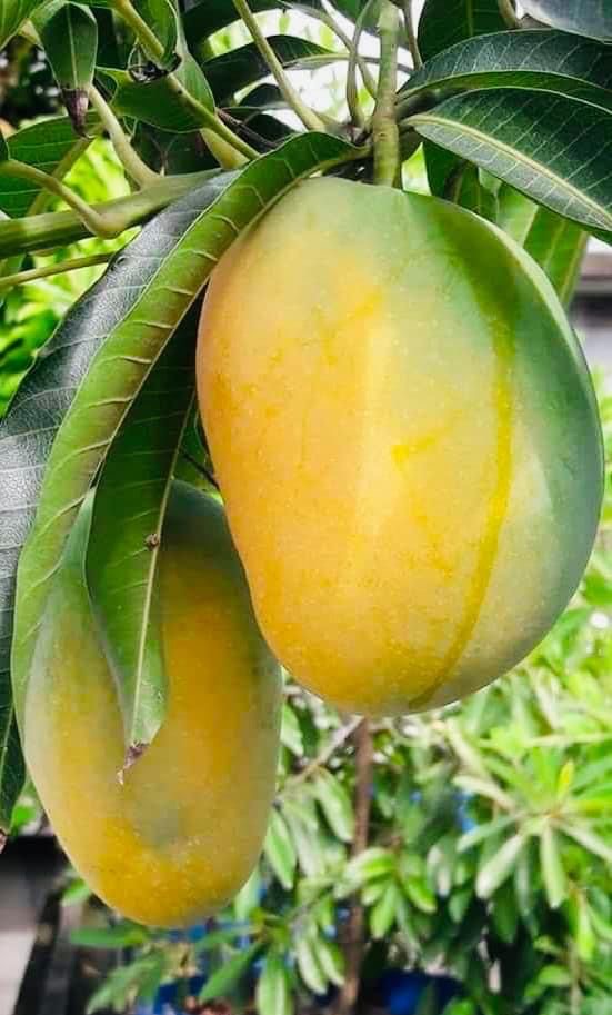 🌳 Kesar Mango Tree ( 3 Year Old Grafted) – Sweet , Aromatic “Queen of Mangoes”