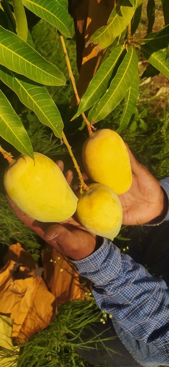 🌳 Kesar Mango Tree ( 3 Year Old Grafted) – Sweet , Aromatic “Queen of Mangoes”