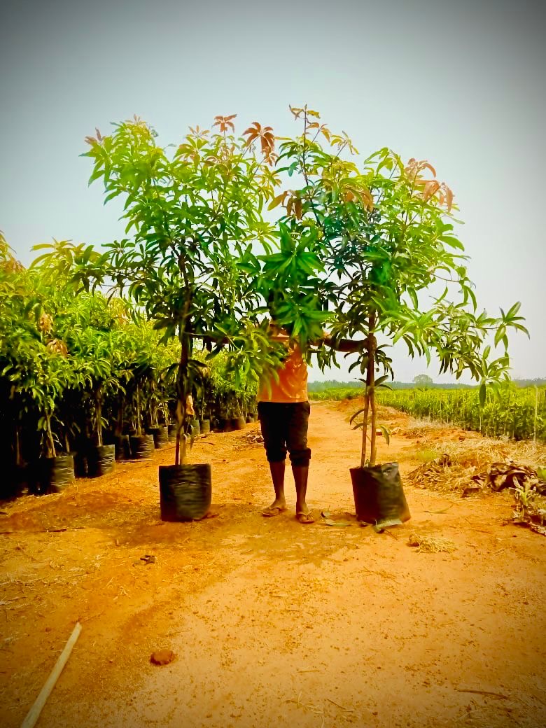 🌳 Kesar Mango Tree ( 3 Year Old Grafted) – Sweet , Aromatic “Queen of Mangoes”