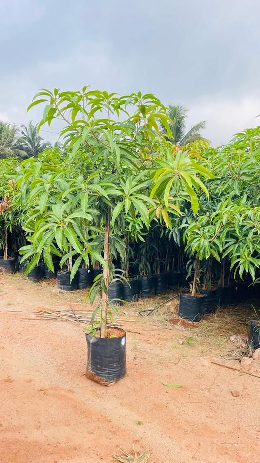 🌳 Kesar Mango Tree ( 1 Year Old Grafted) – Sweet , Aromatic “Queen of Mangoes”